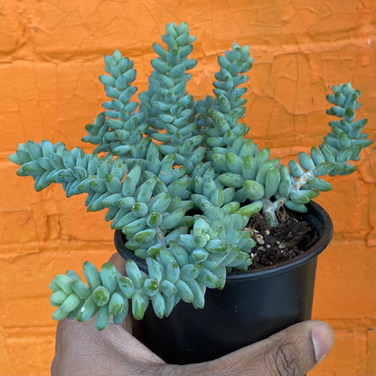 5" Sedum Morganium Burrito