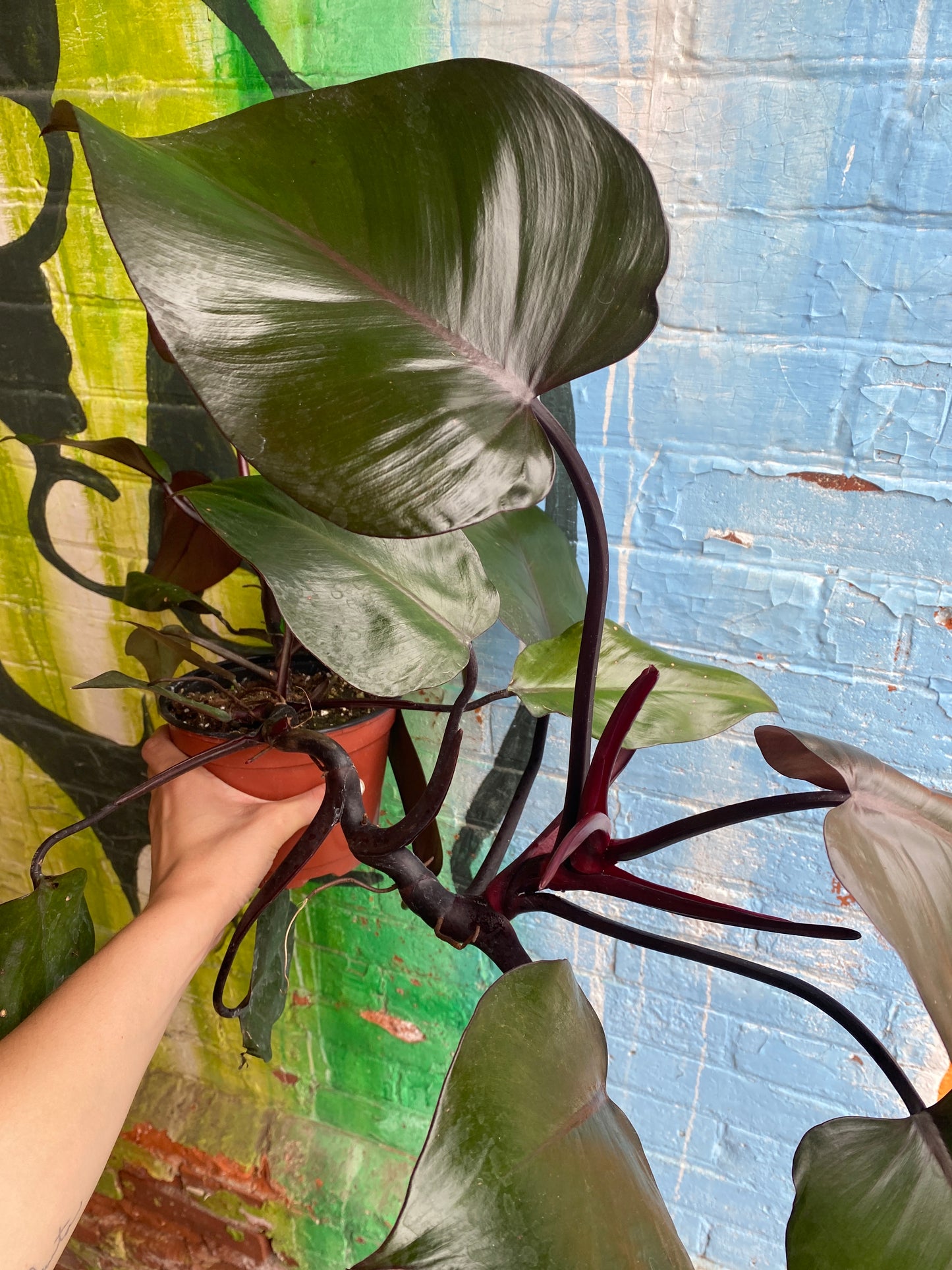 6” Philodendron New Red