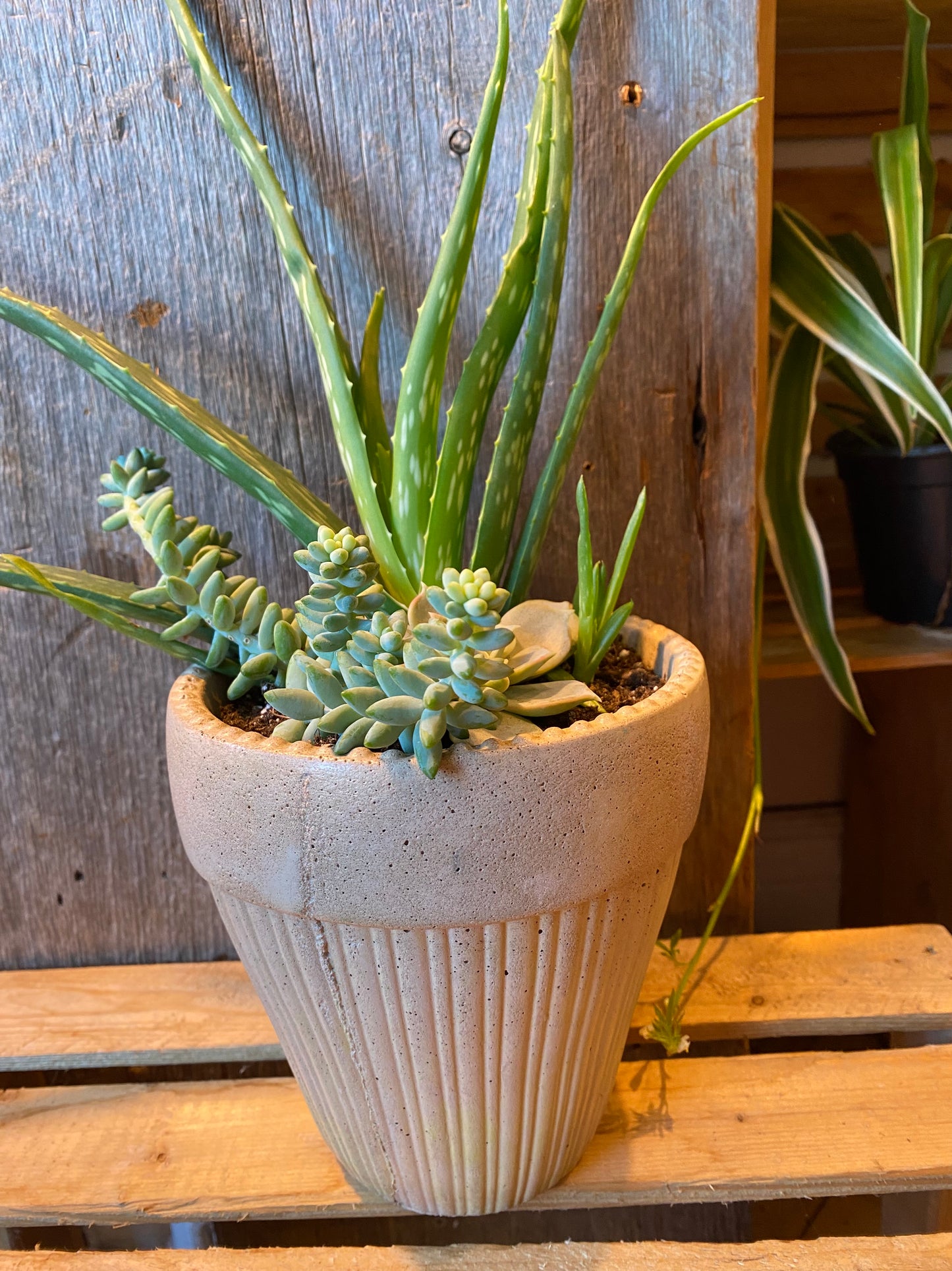 Grab n Go Planter 5” Beige