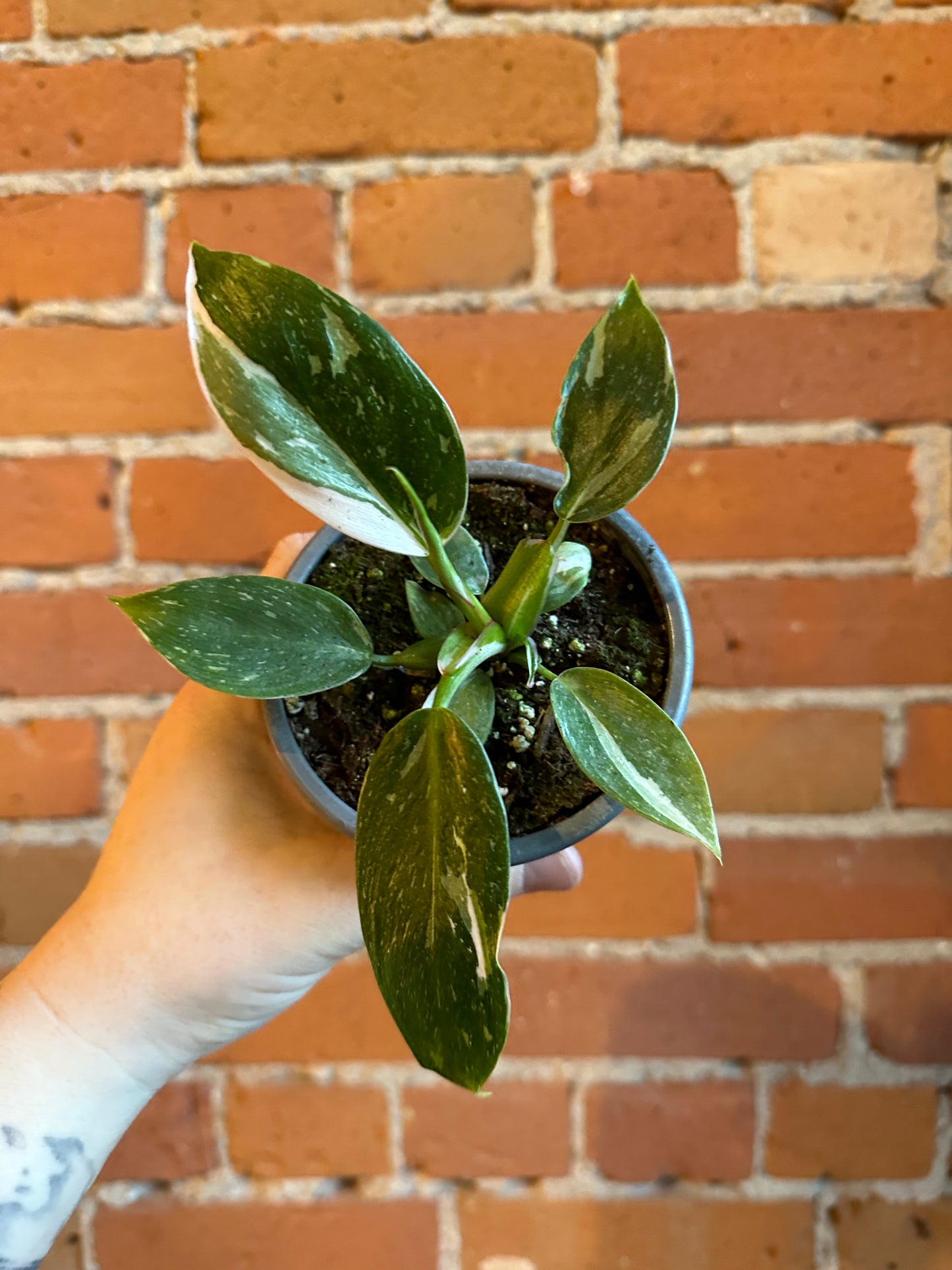 4" Philodendron White Princess