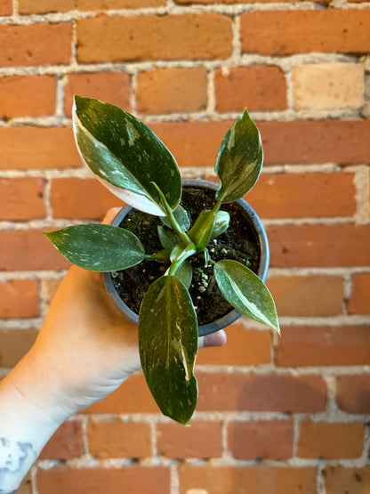 4" Philodendron White Princess