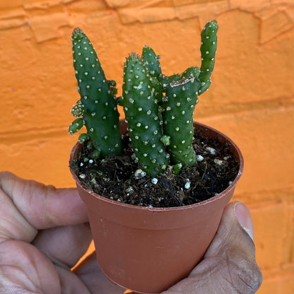 2.5" Opuntia Tuna Monstruosa