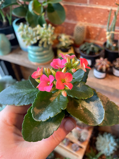 2.5" Kalanchoe Blossfeldiana