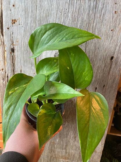 3.5" Pothos Golden