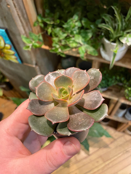 2.5" Echeveria Agavoides Mont