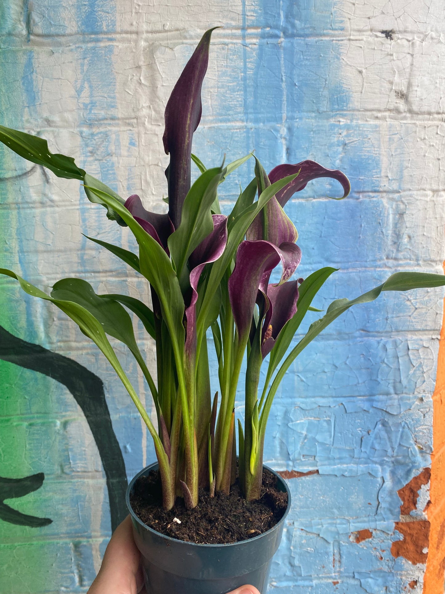 4" Dark Purple Calla Lily