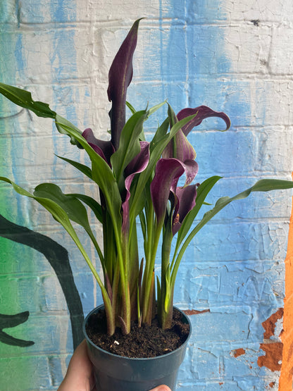 4" Dark Purple Calla Lily