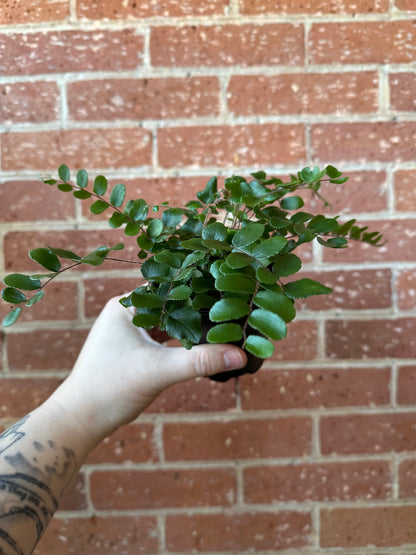 3.5" Pellaea Rotundifolia | Button Fern