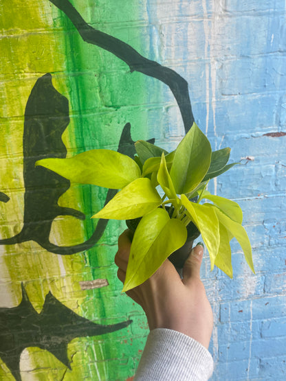 3.5" Pothos Neon