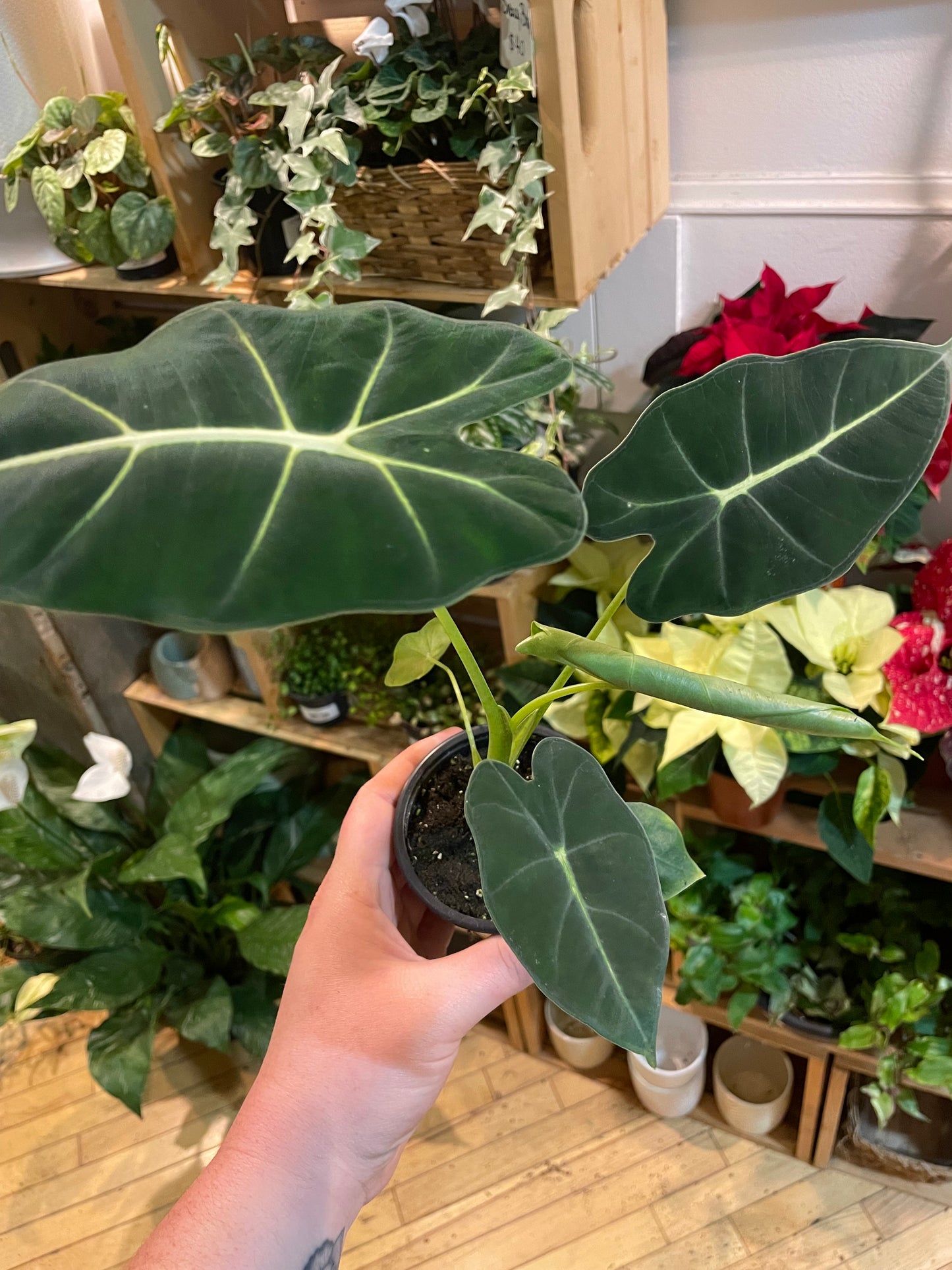 3.5" Alocasia Frydek