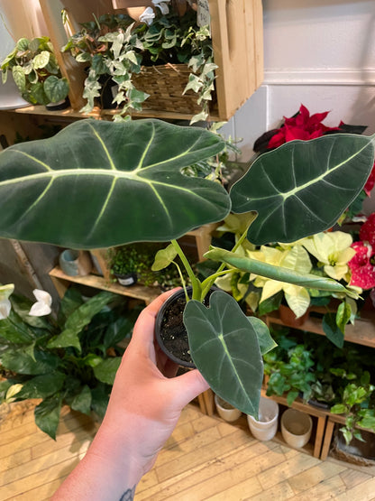 3.5" Alocasia Frydek