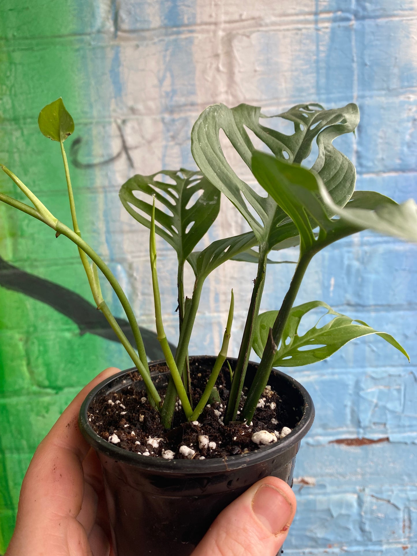4” Monstera Adansonii