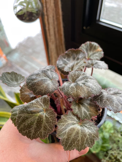 4" Strawberry Begonia | Saxifraga Stolonifera