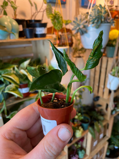 1.5" Pothos Shangri La | Spinach Pothos