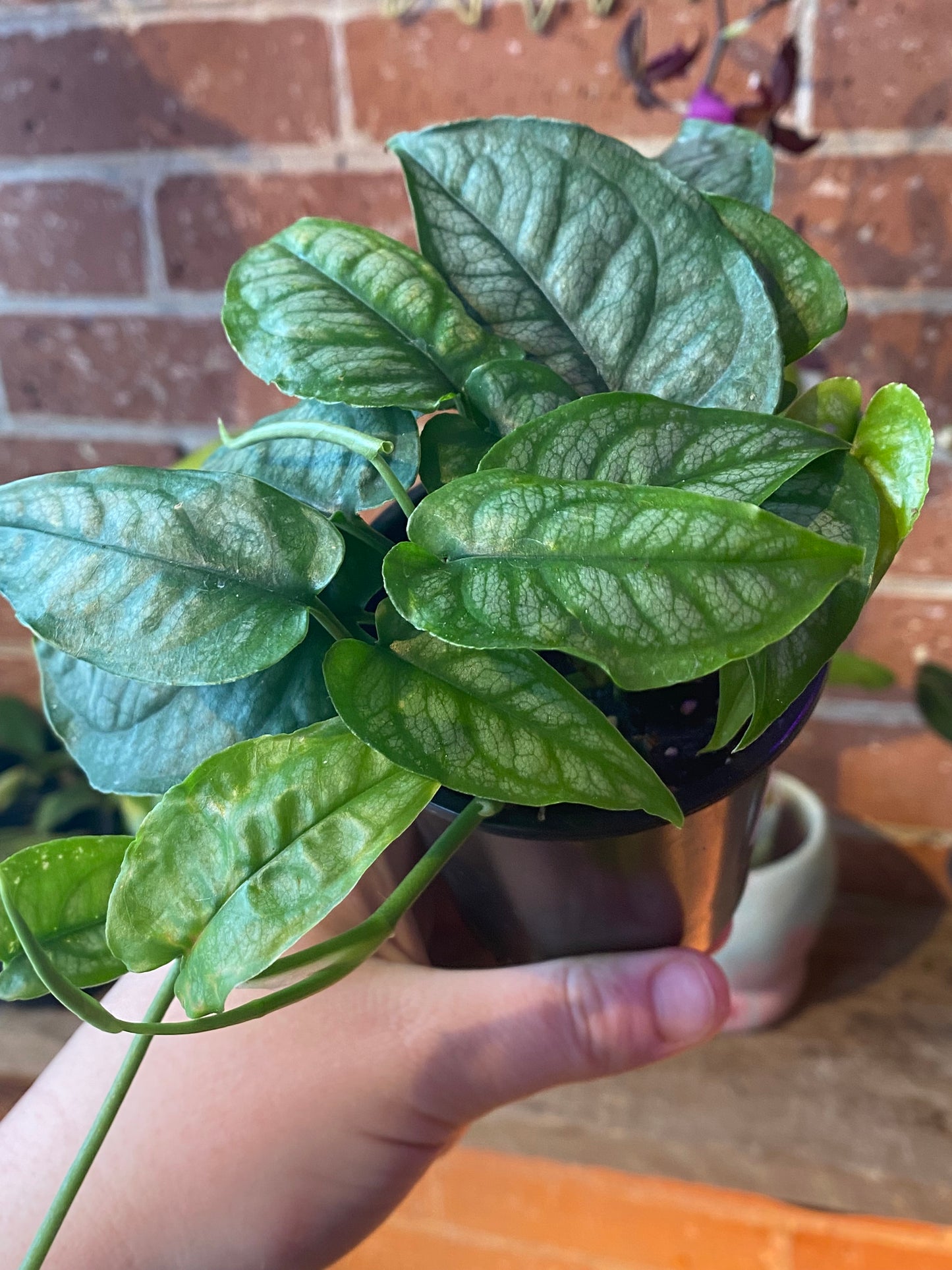 3.5" Monstera Siltepecana