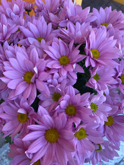 6” Pink Potted Mum