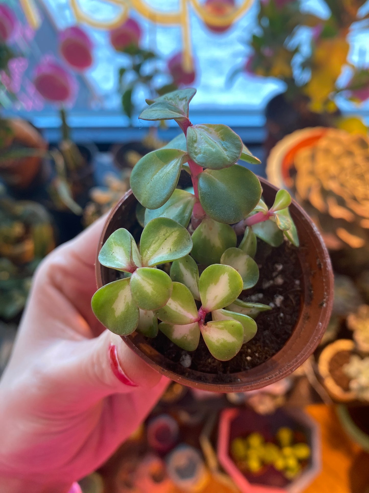 2.5" Inner Variegated Portulacaria afra | Elephant Bush