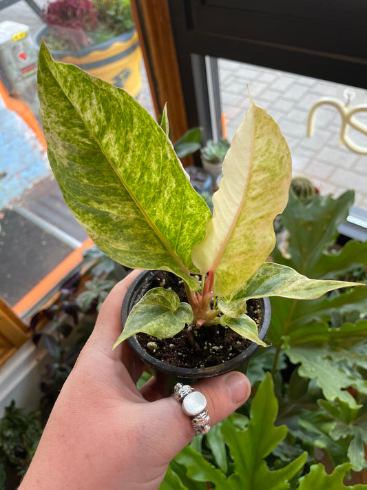 4" Anthurium Hookeri Variegata