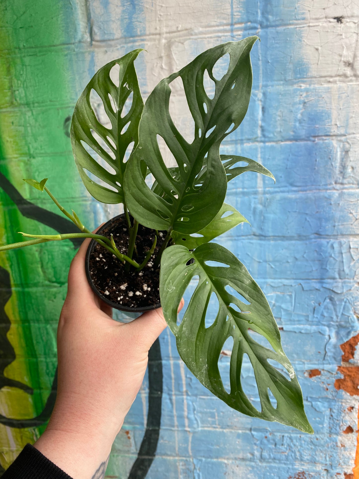 4” Monstera Adansonii