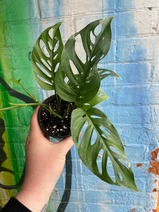 4” Monstera Adansonii