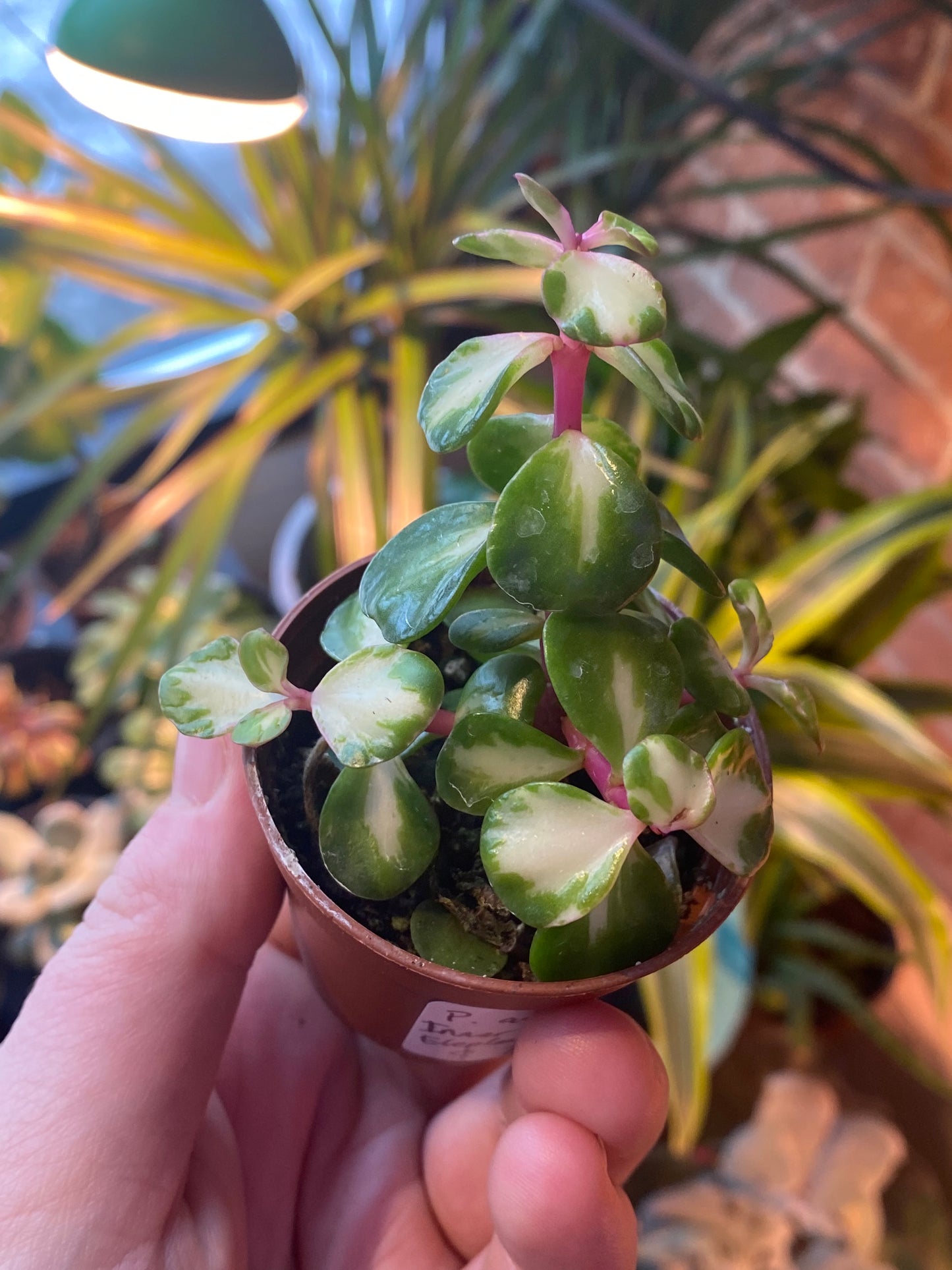 2.5" Inner Variegated Portulacaria afra | Elephant Bush