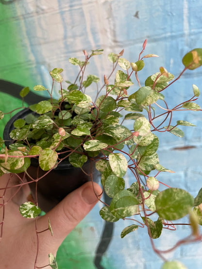 3.5" Wire Vine Variegated | Muehlenbeckia Axillaris Variegata