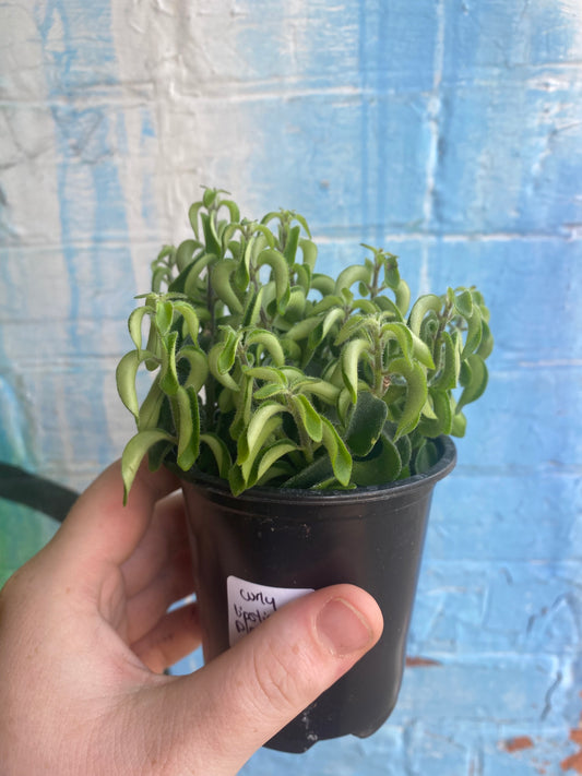 3.5" Curly Lipstick Plant Aeschynanthus
