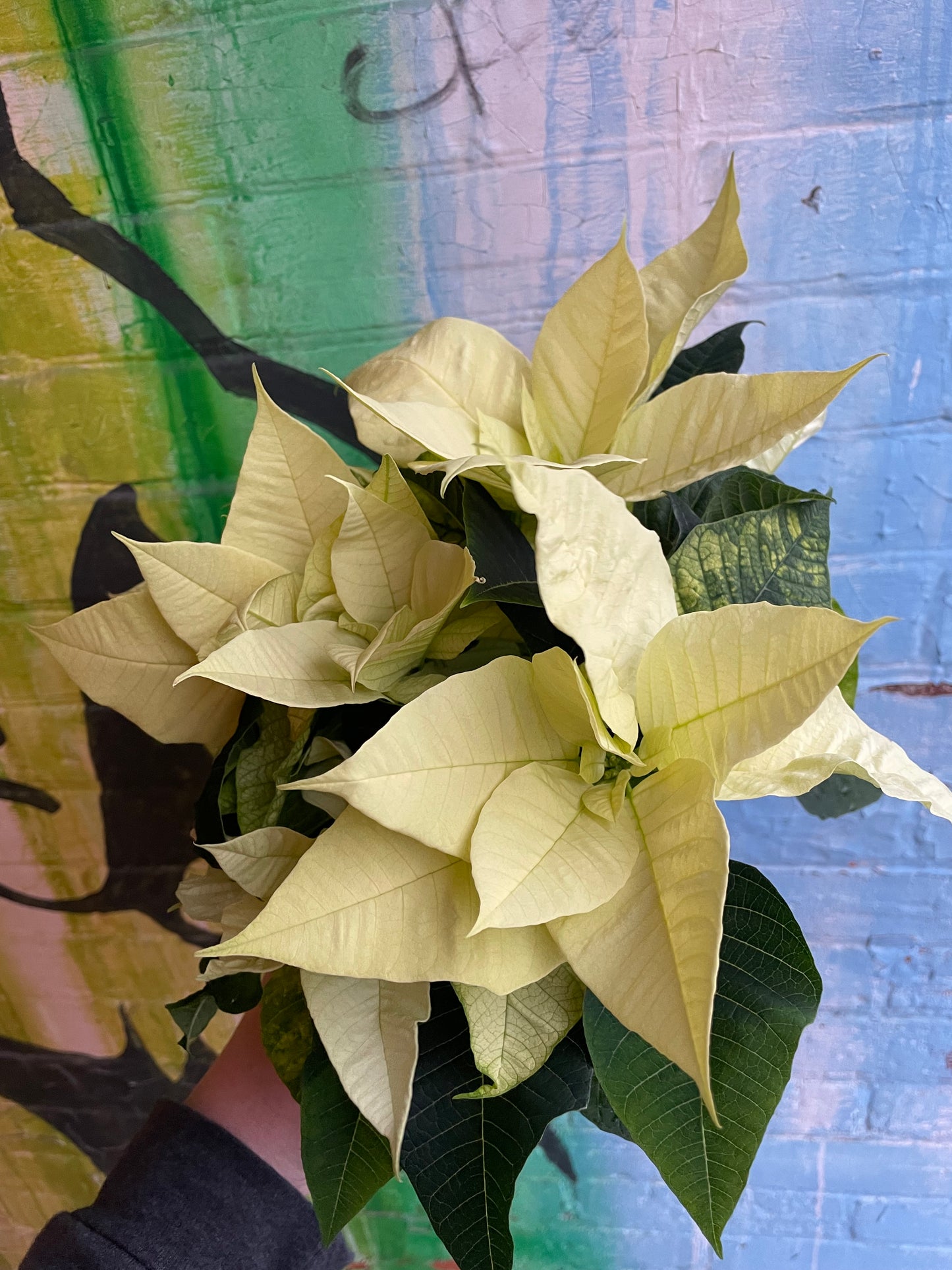 4” White Poinsettia