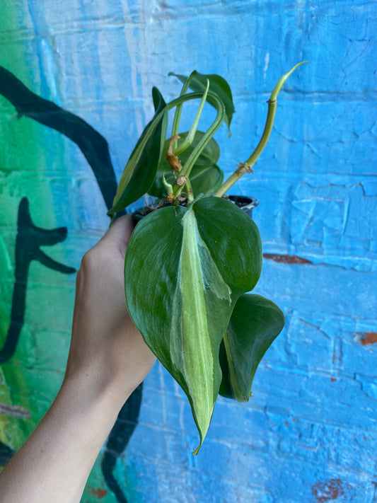 3.5" Philodendron Silver Stripe