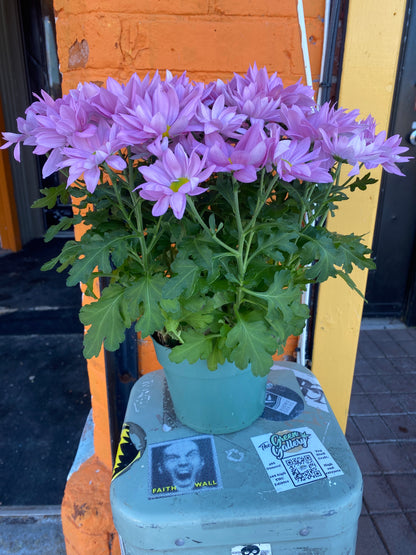 6” Pink Potted Mum