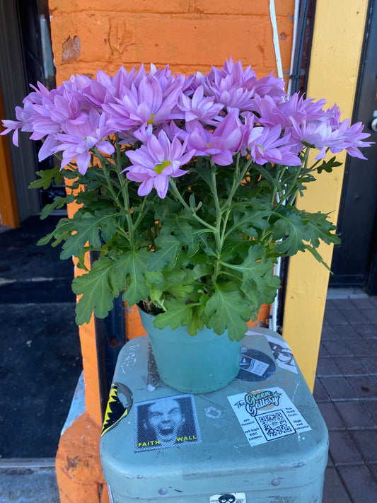 6” Pink Potted Mum