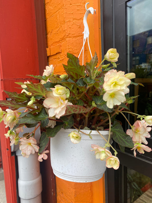 8” Begonia Miss Montreal Hanging Basket