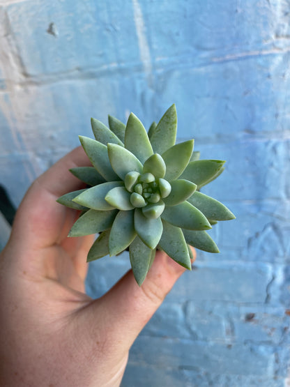 2.5" Sedeveria Blue Burrito