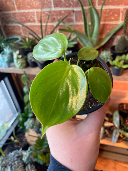 3.5" Philodendron Grazielae