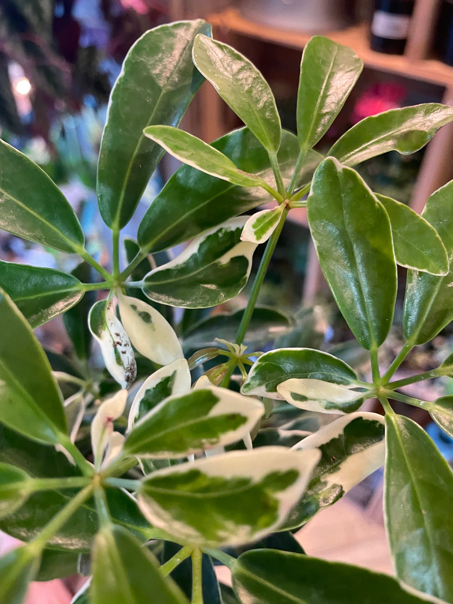 3.5" Schefflera Arboricola Ivory