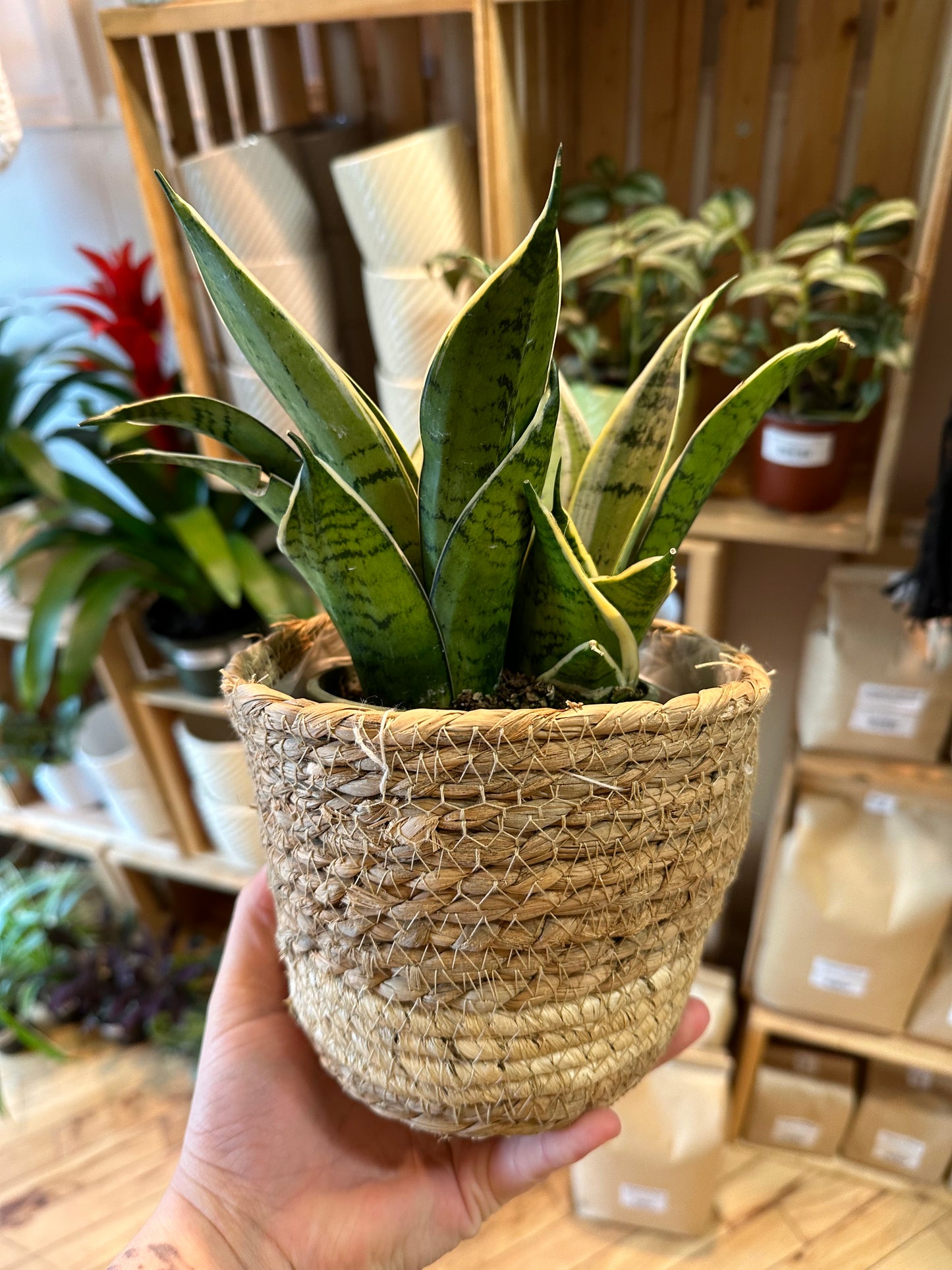 6" Casey Basket | Natural