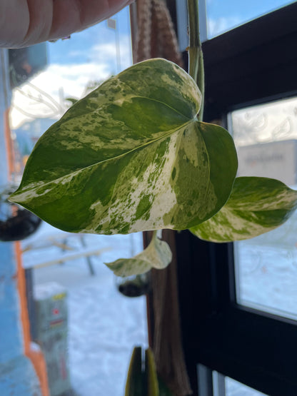 3.5" Pothos Marble Queen