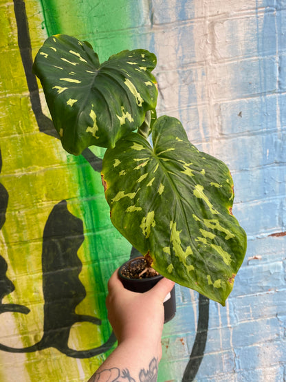 4" Alocasia Hilo Beauty