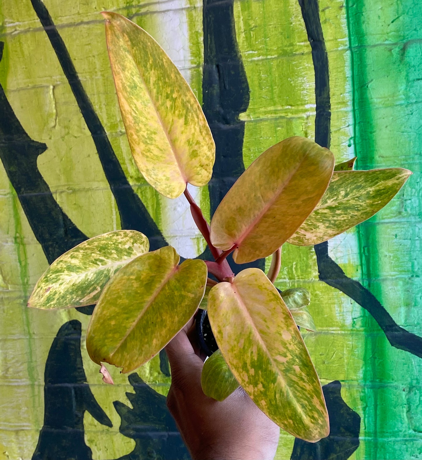 3.5” Philodendron Painted Lady