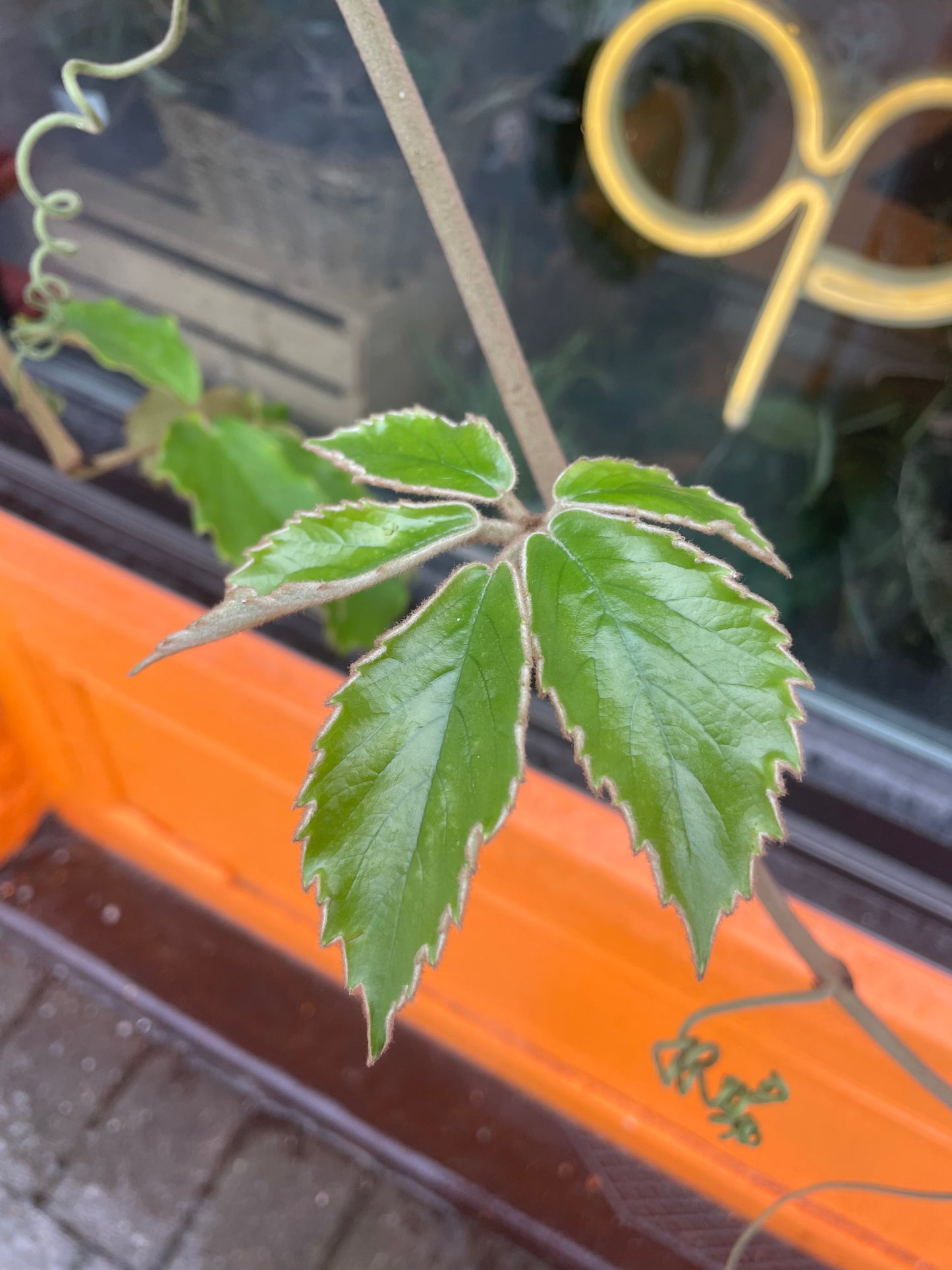 10" Tetrastigma Voinierianum Hanging Basket