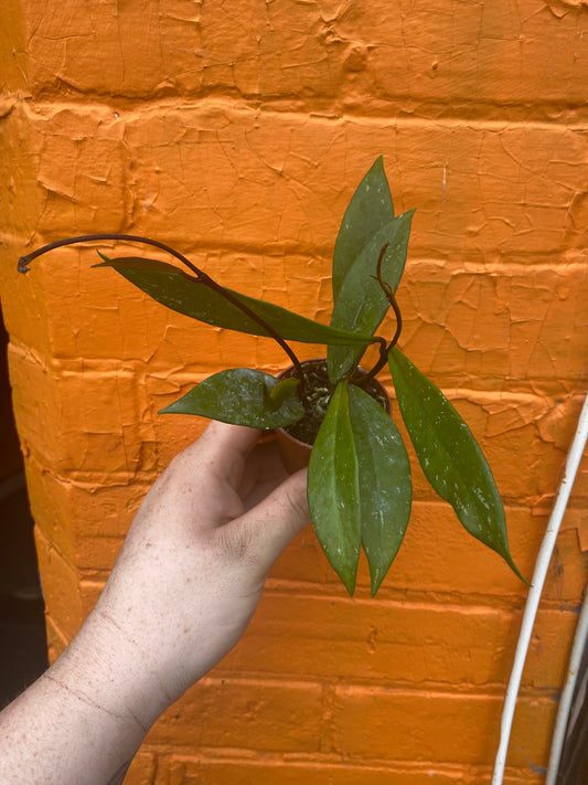 2.5" Hoya Pubicalyx