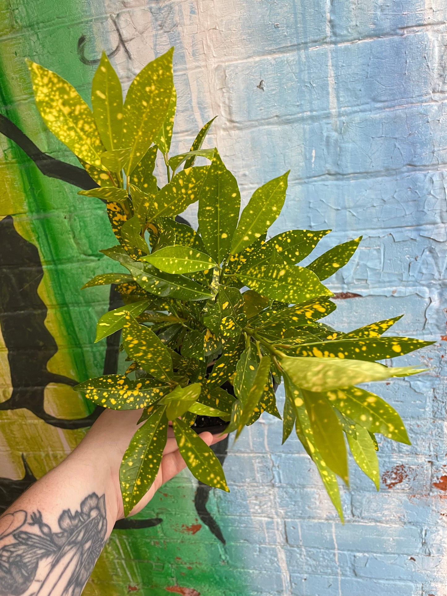 6" Croton Gold Dust