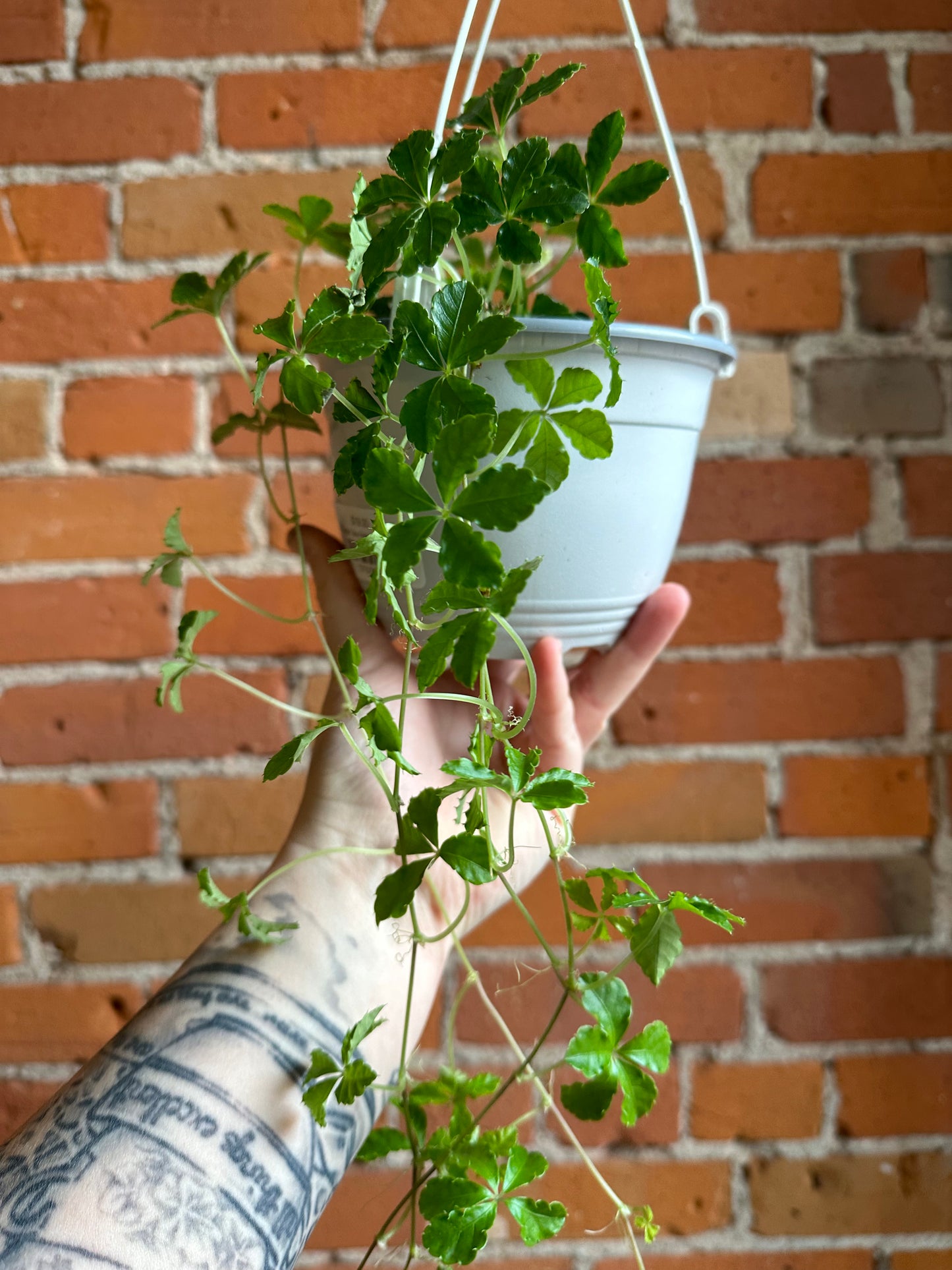 6" Sugar Vine Hanging Basket