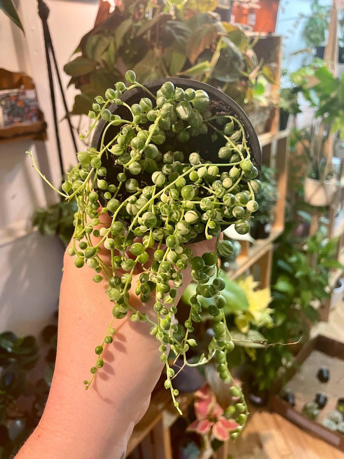 3.5" Variegated String Of Pearls