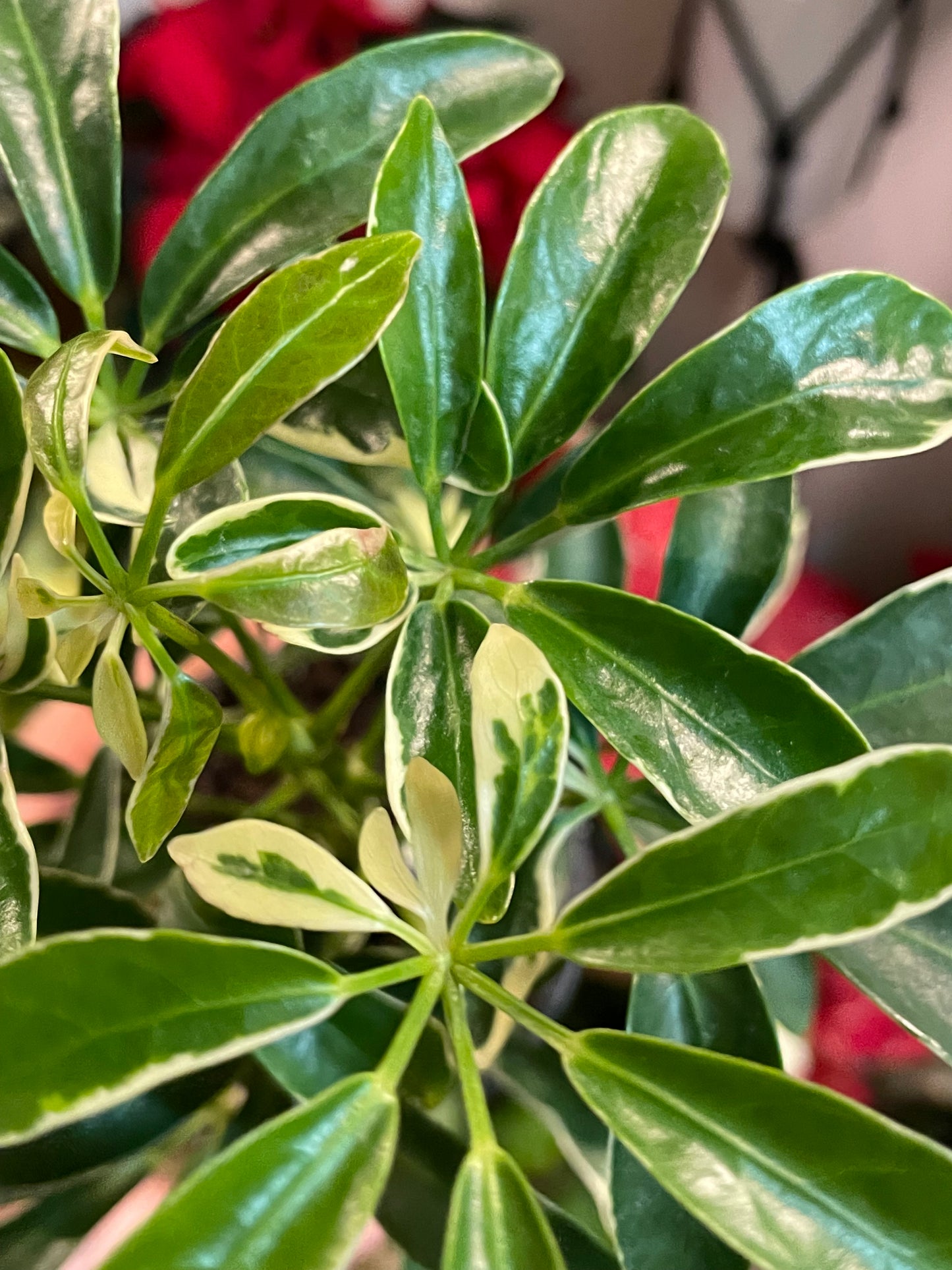 3.5" Schefflera Arboricola Ivory