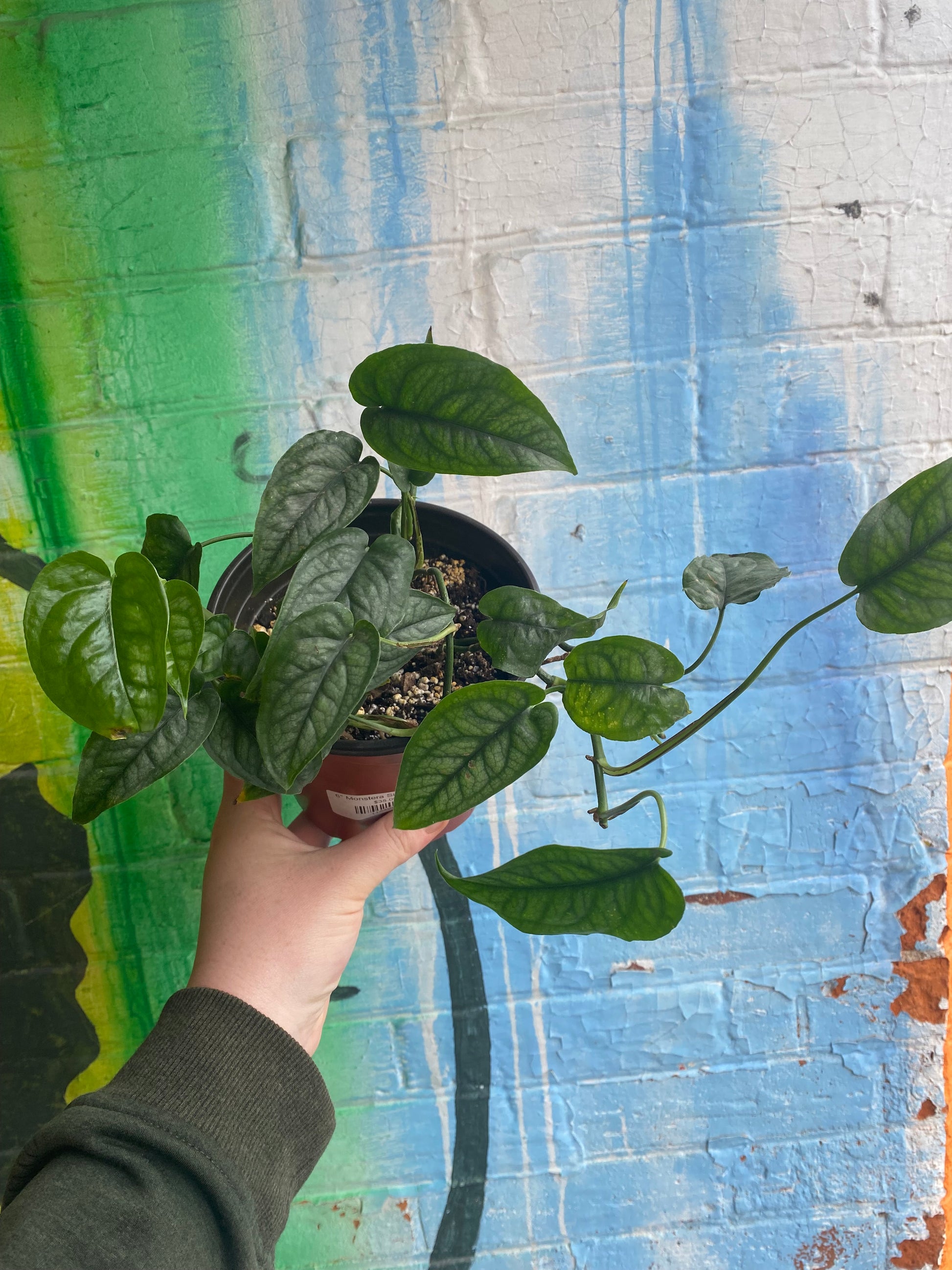 monstera stiltepecana 6" Monstera Siltepecana – Plant Goals
