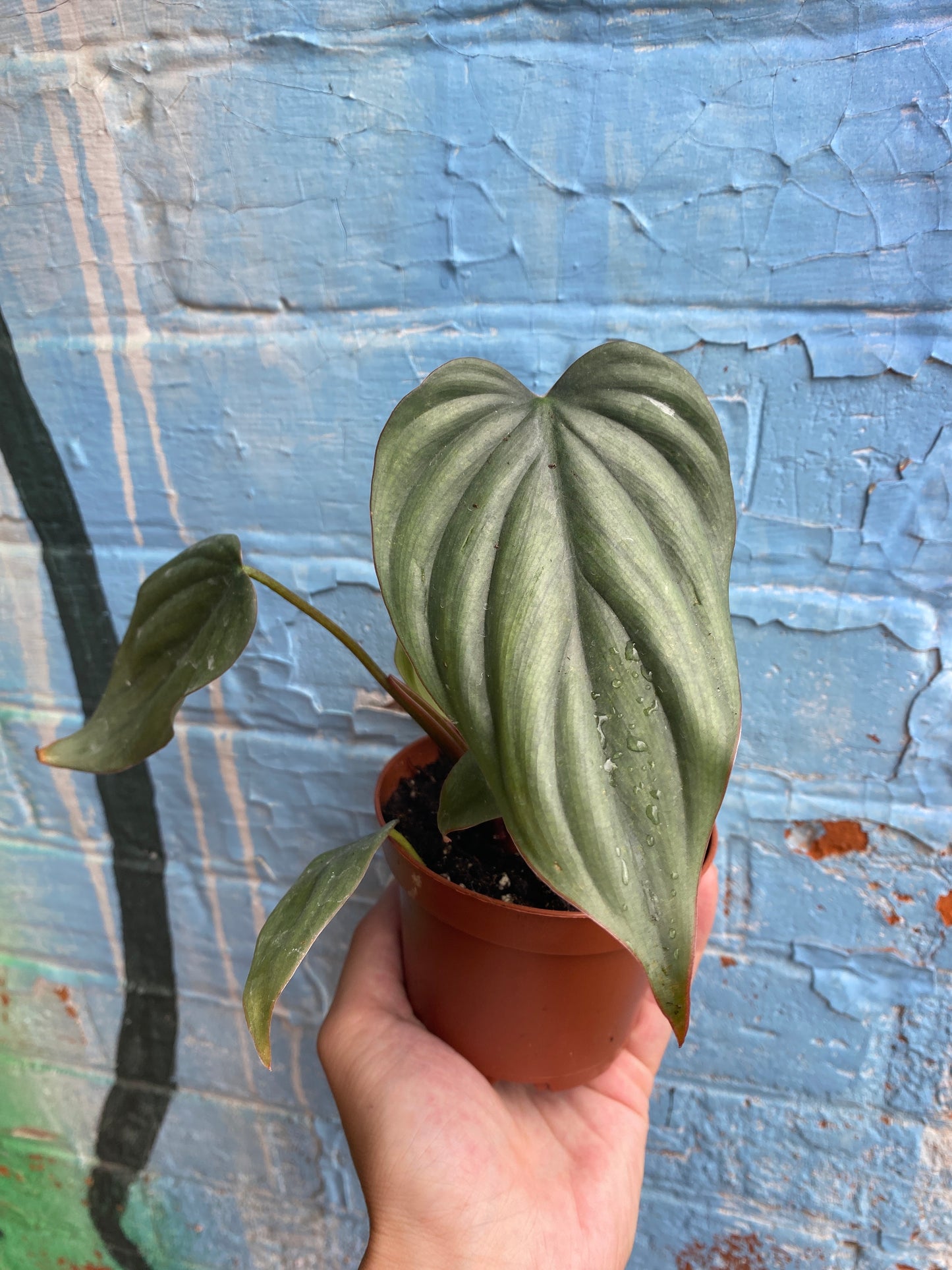3.5" Philodendron Columbia (small)