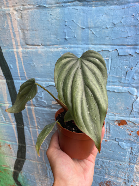 3.5" Philodendron Columbia (small)