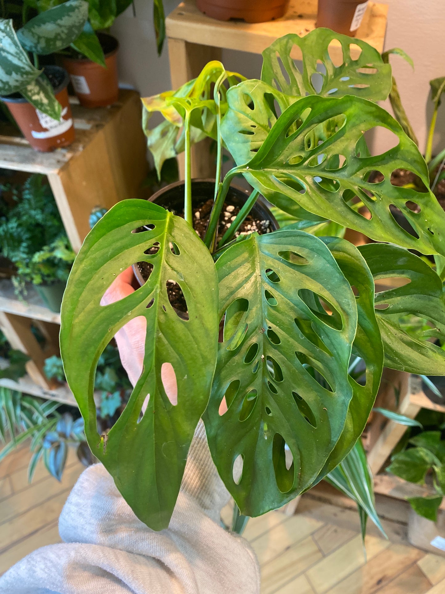 4” Monstera Adansonii