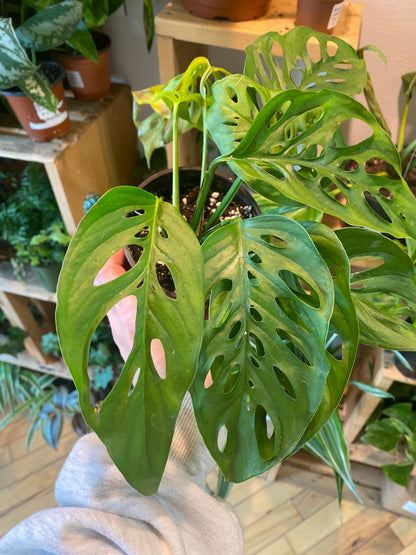 4” Monstera Adansonii